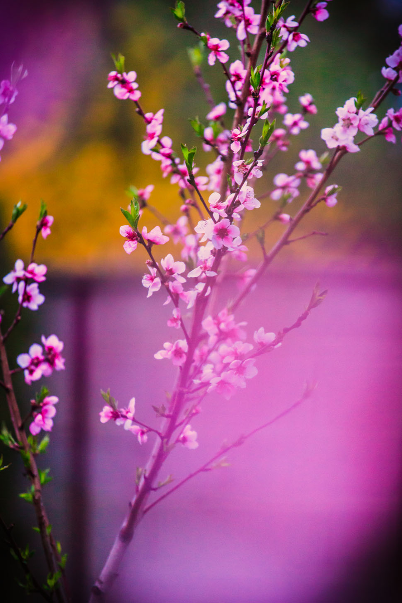 Illustration for article titled 70 Spectacular Spring Wallpapers